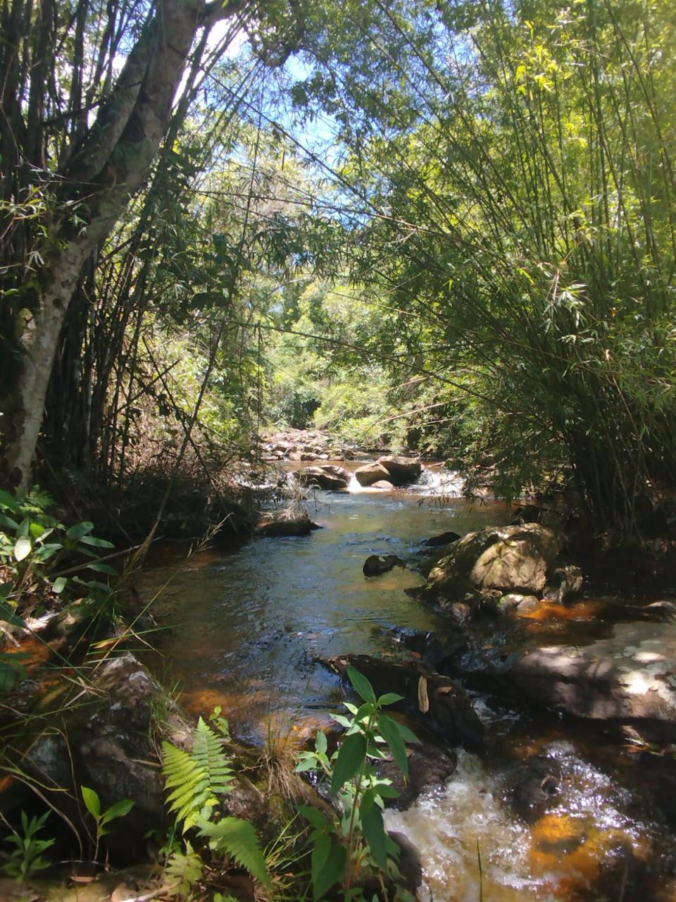 Rio com mata nativa
